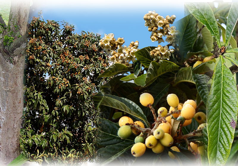 Loquat – Eriobotrya japonica