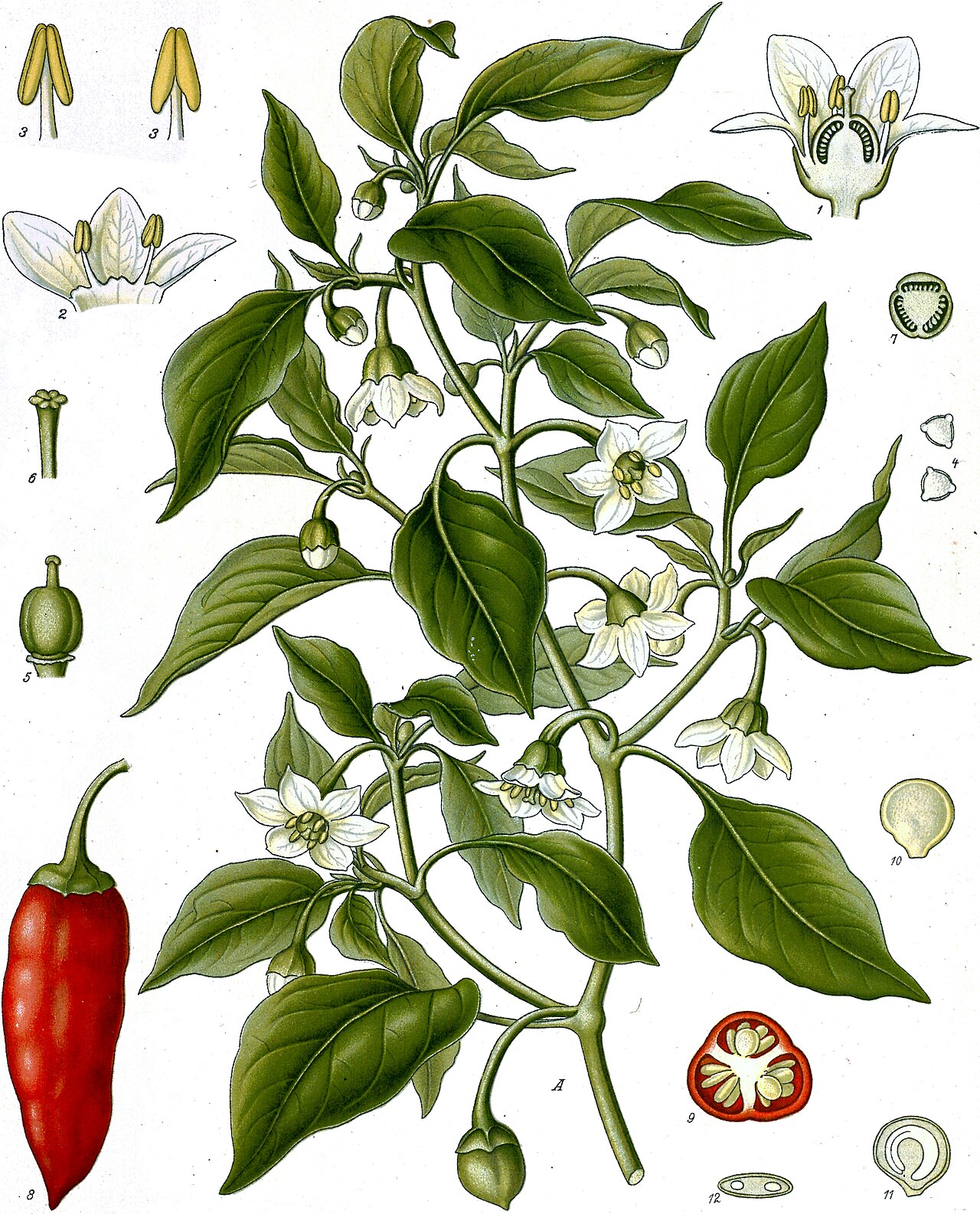 Cayenne – Capsicum annuum