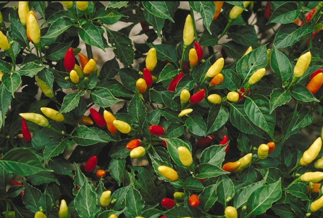 Chili – Capsicum frutescens