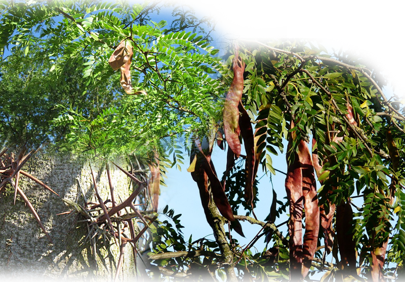 Gleditschie – Gleditsia triacanthos