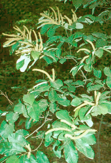 Zwerg-Kastanie – Castanea pumila
