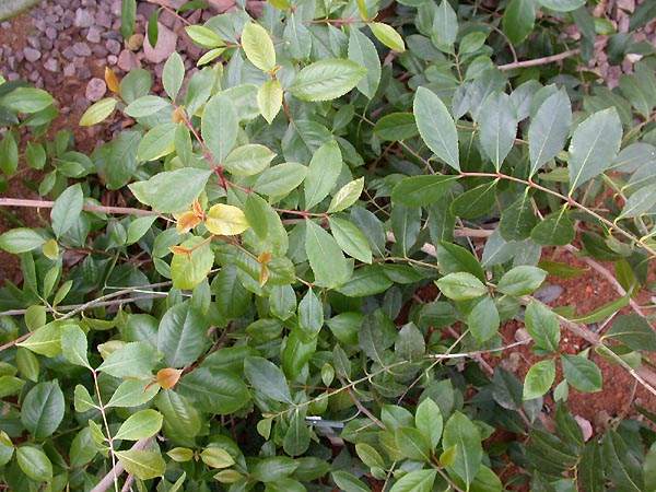 Kathstrauch – Catha edulis