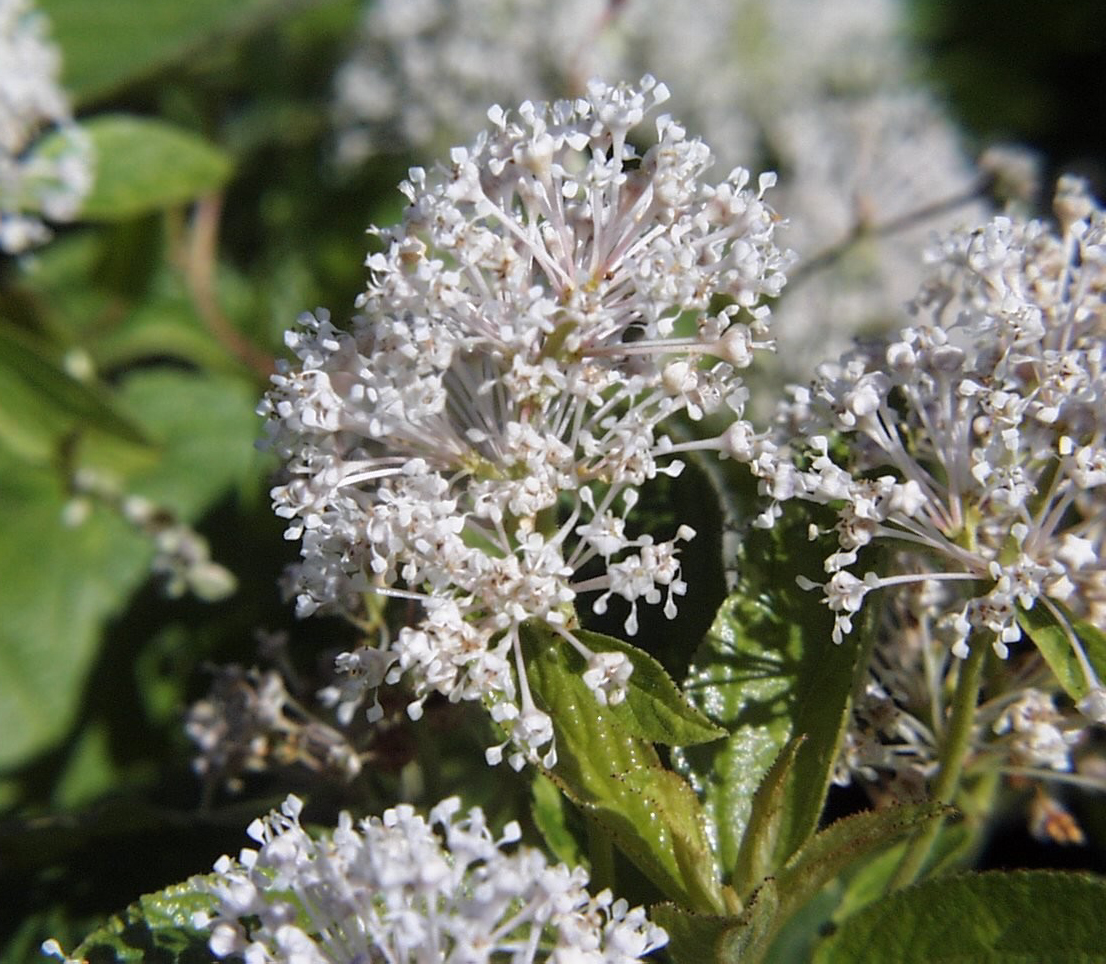 New Jersey tea – Ceanothus americanus