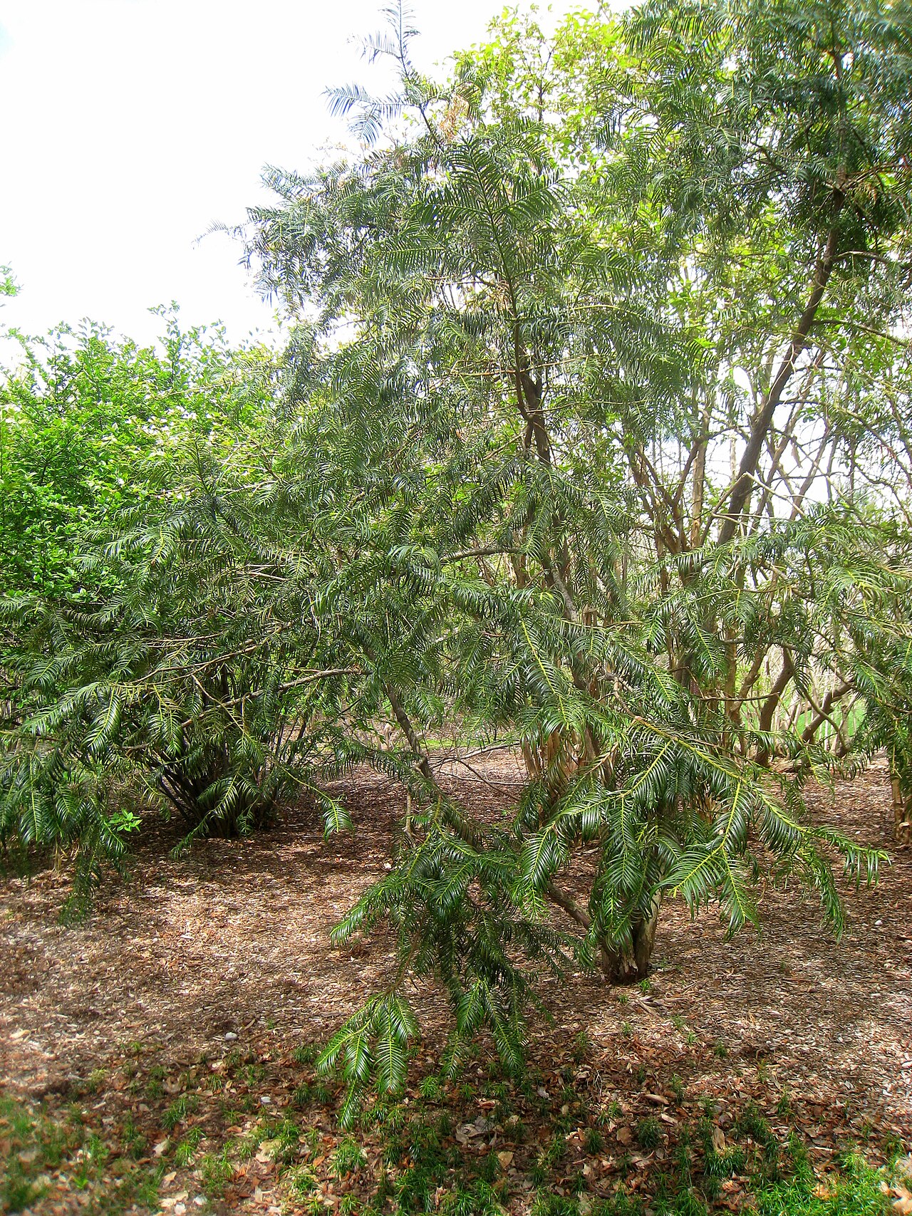 Fortunes Kopfeibe – Cephalotaxus fortunei