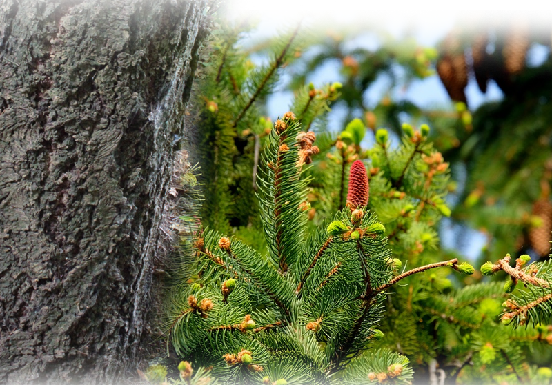 Weißtanne – Abies alba