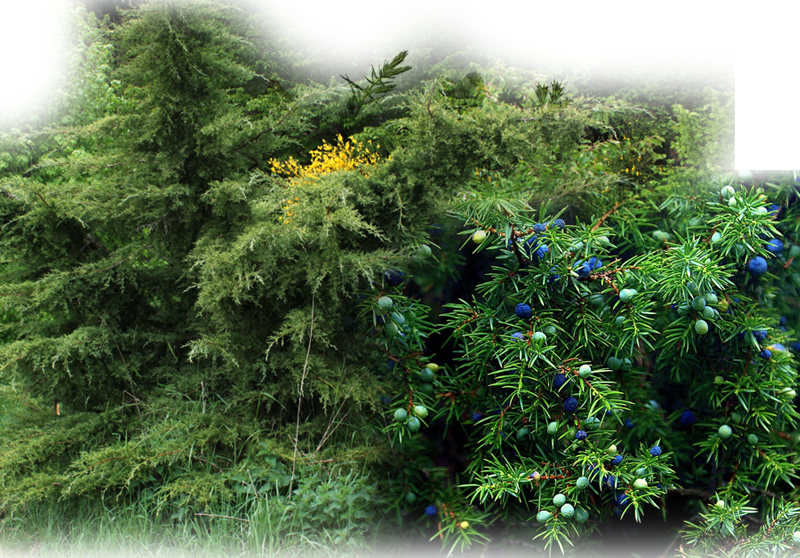 Wacholder – Juniperus communis