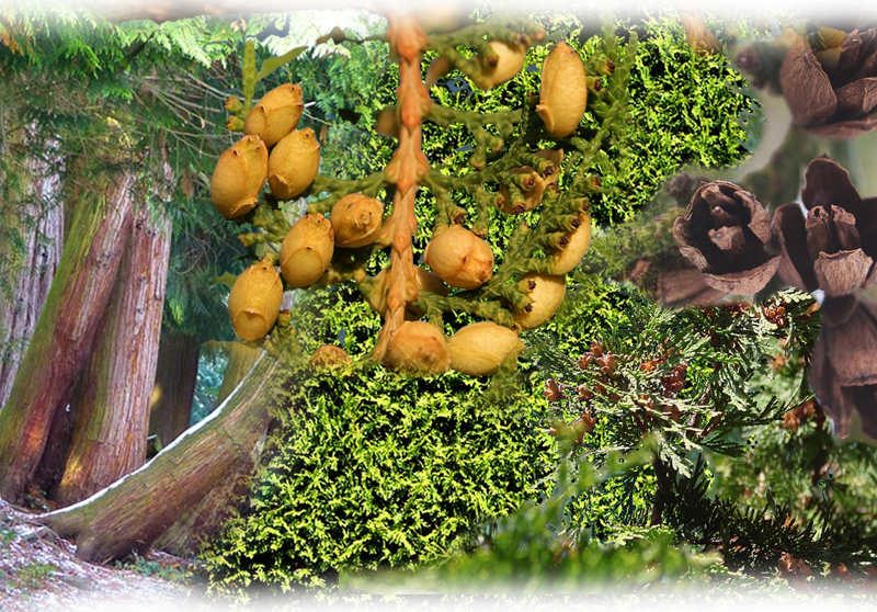 Abendländischer Lebensbaum – Thuja occidentalis
