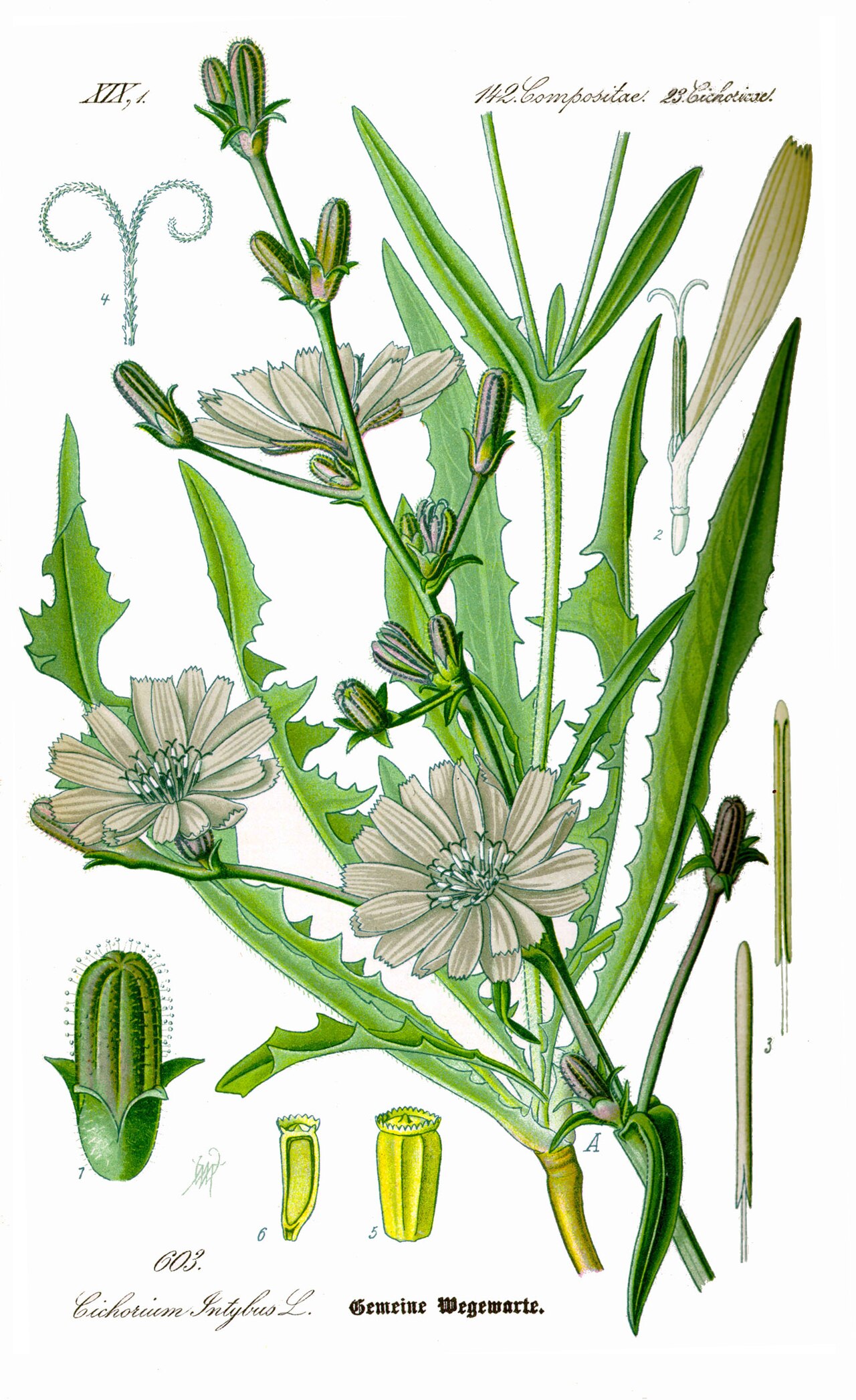 Chicory – Cichorium intybus