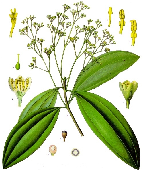 Zimtkassie – Cinnamomum cassia