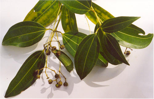 Ceylon-Zimtbaum – Cinnamomum verum