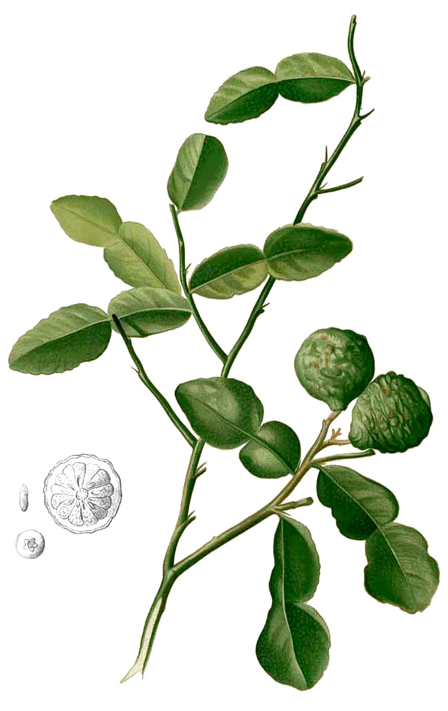 Kaffir lime – Citrus hystrix