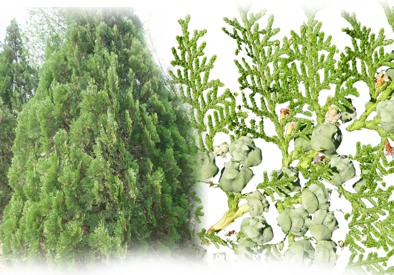 Morgenländischer Lebensbaum – Thuja orientalis