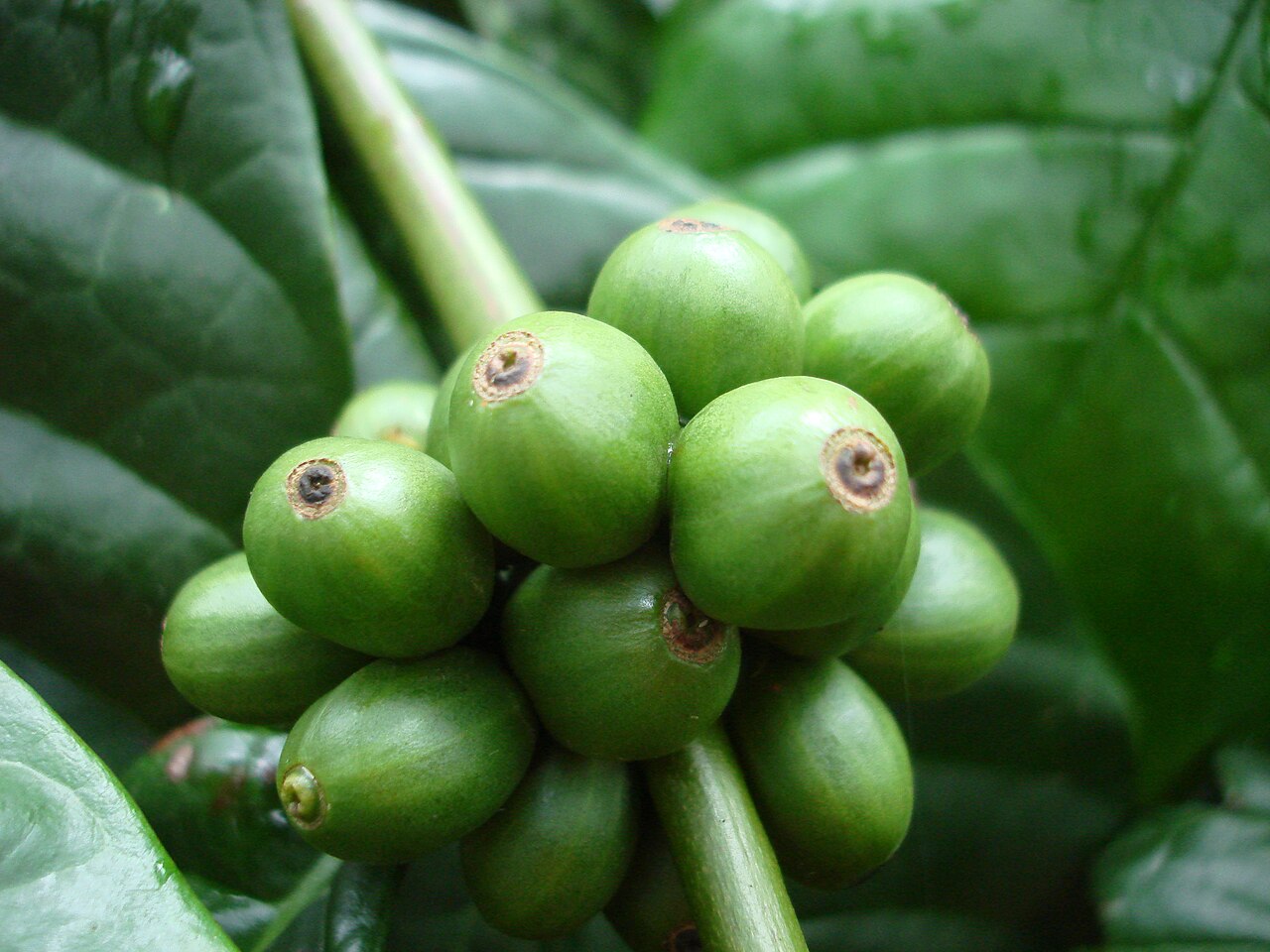 Robusta coffee – Coffea canephora