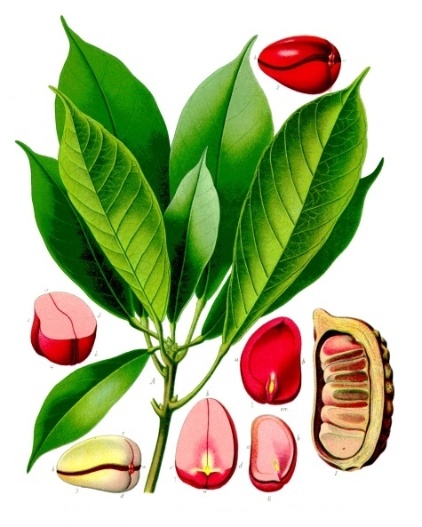 Kolanuss – Cola nitida