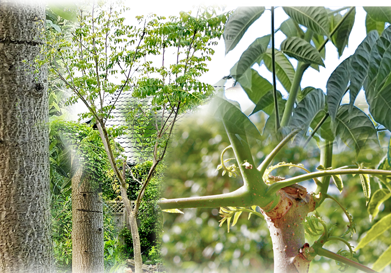 Chinese mahogany – Toona sinensis