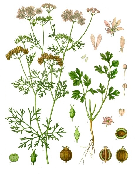 Koriander – Coriandrum sativum