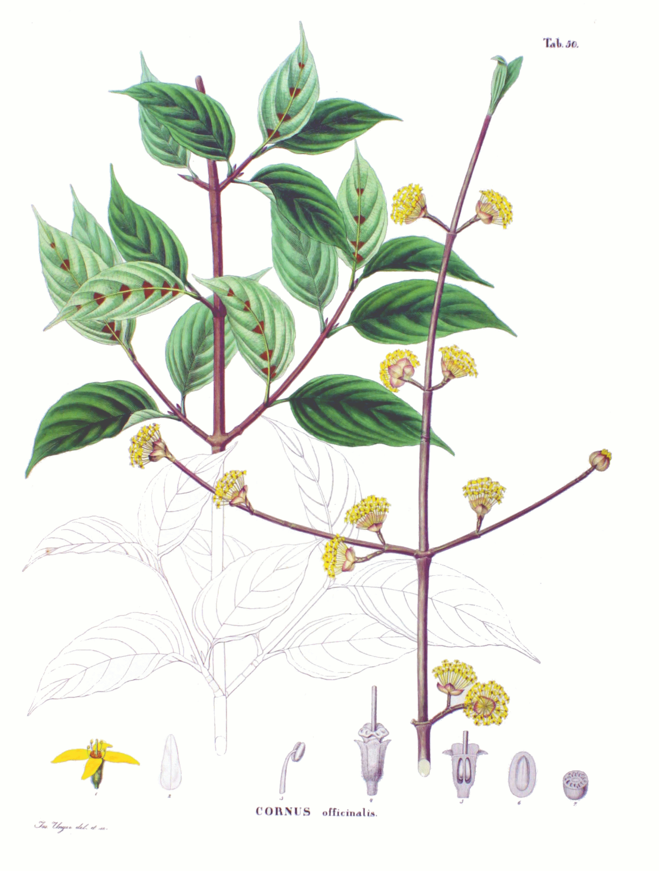 Japanese cornelian cherry – Cornus officinalis
