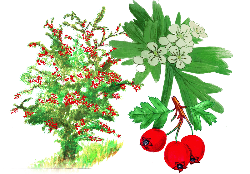 Azarole – Crataegus azarolus