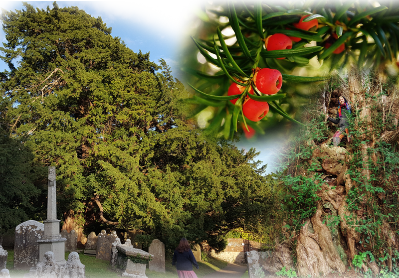 Eibe – Taxus baccata