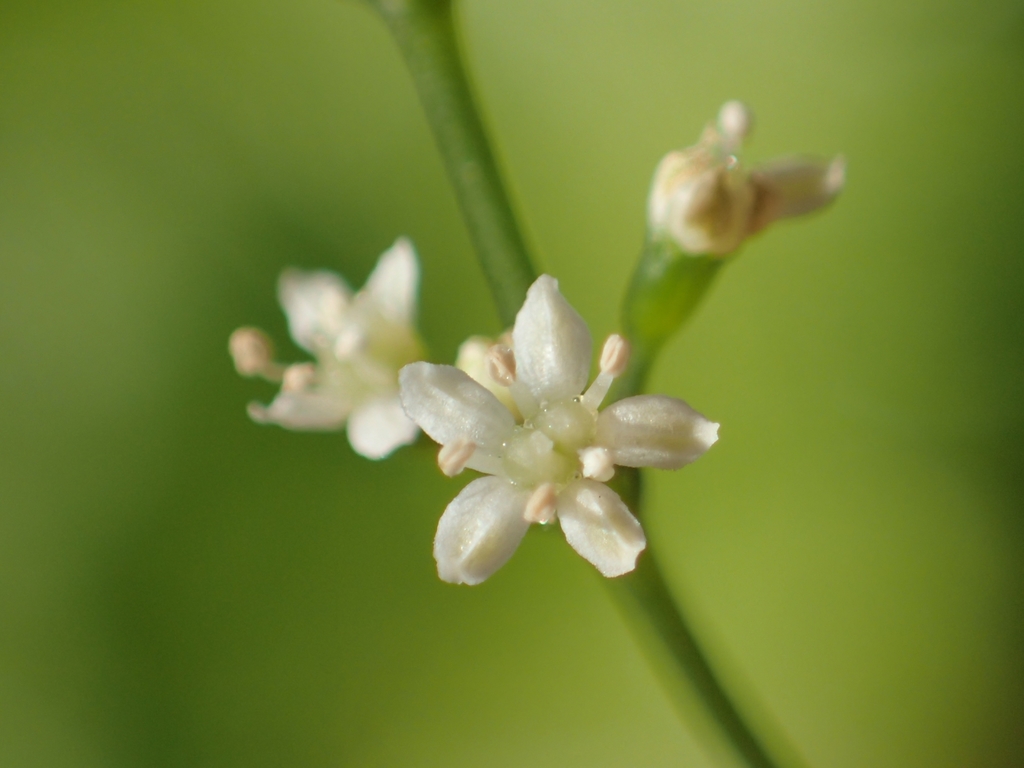 Mitsuba – Cryptotaenia japónica