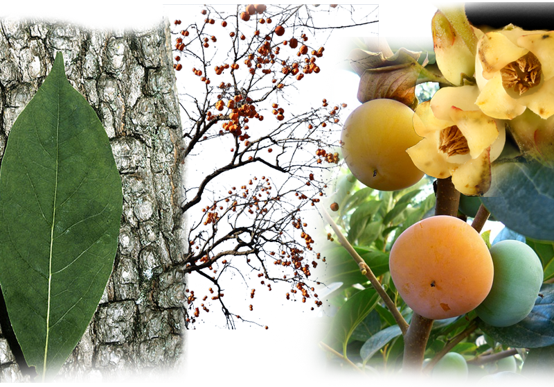 Persimmon – Diospyros virginiana