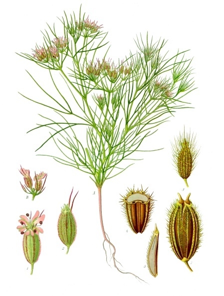 Kreuzkümmel – Cuminum cyminum