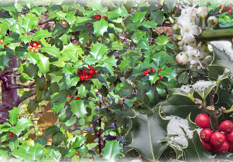Stechpalme – Ilex aquifolium