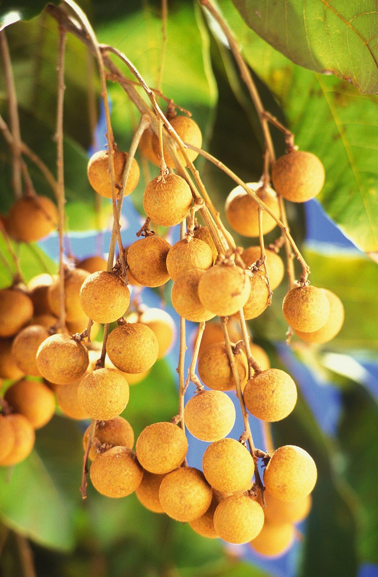 Longan – Dimocarpus longan