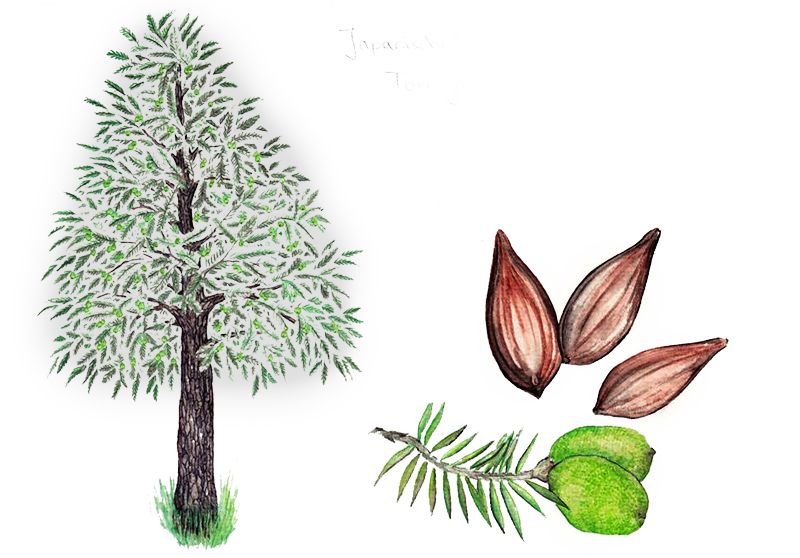 Japanese nutmeg-yew – Torreya nucifera