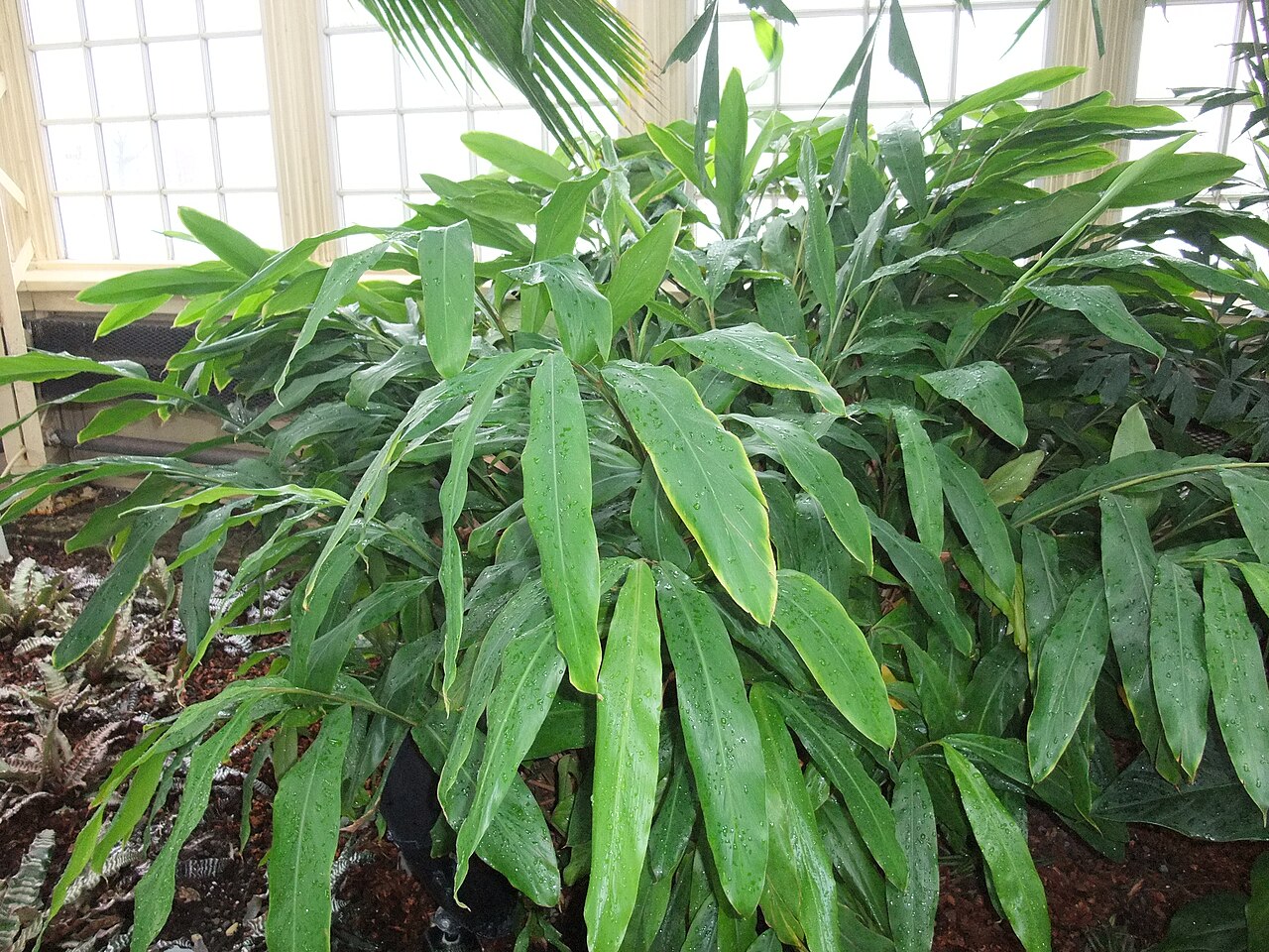 Echter Kardamom – Elettaria cardamomum