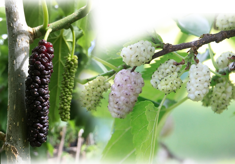 White mulberry – Morus alba