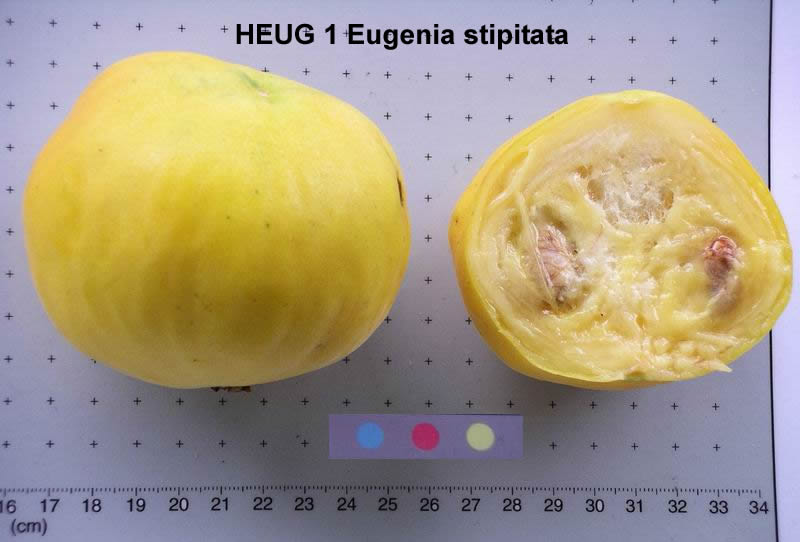 Araza – Eugenia stipitata