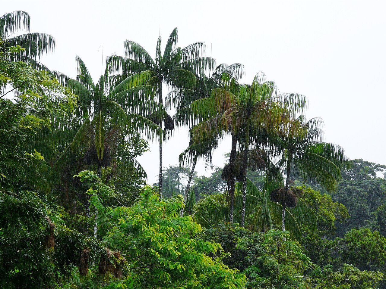Açaí palm – Euterpe oleracea
