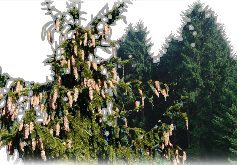 Rotfichte – Picea abies