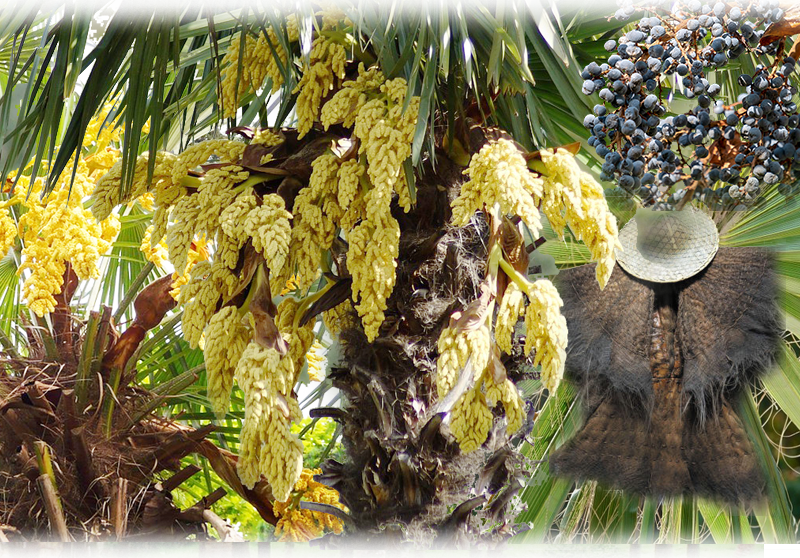Hanfpalme – Trachycarpus fortunei