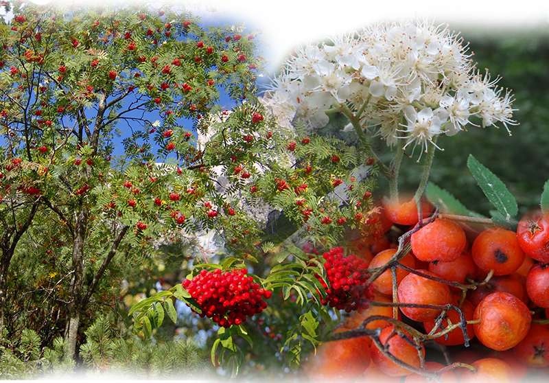 Rowan – Sorbus aucurparia