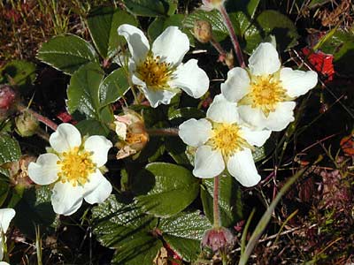 Beach strawberry – Fragaria chiloensis