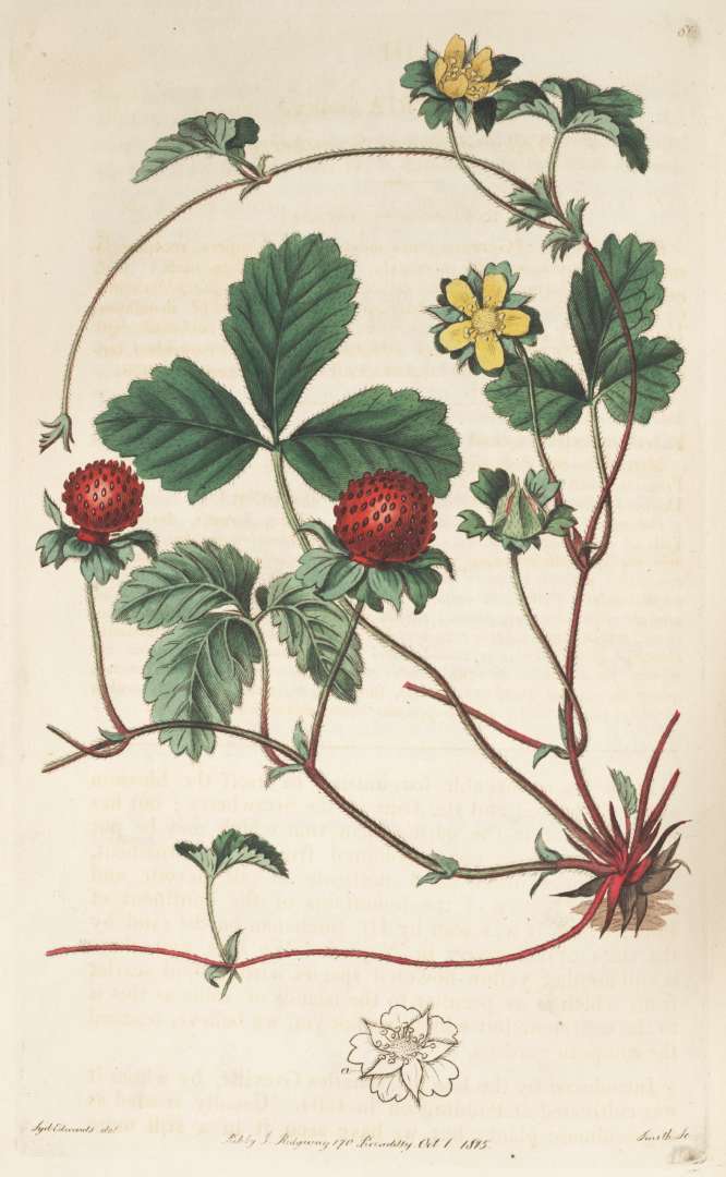 Mock strawberry – Fragaria indica