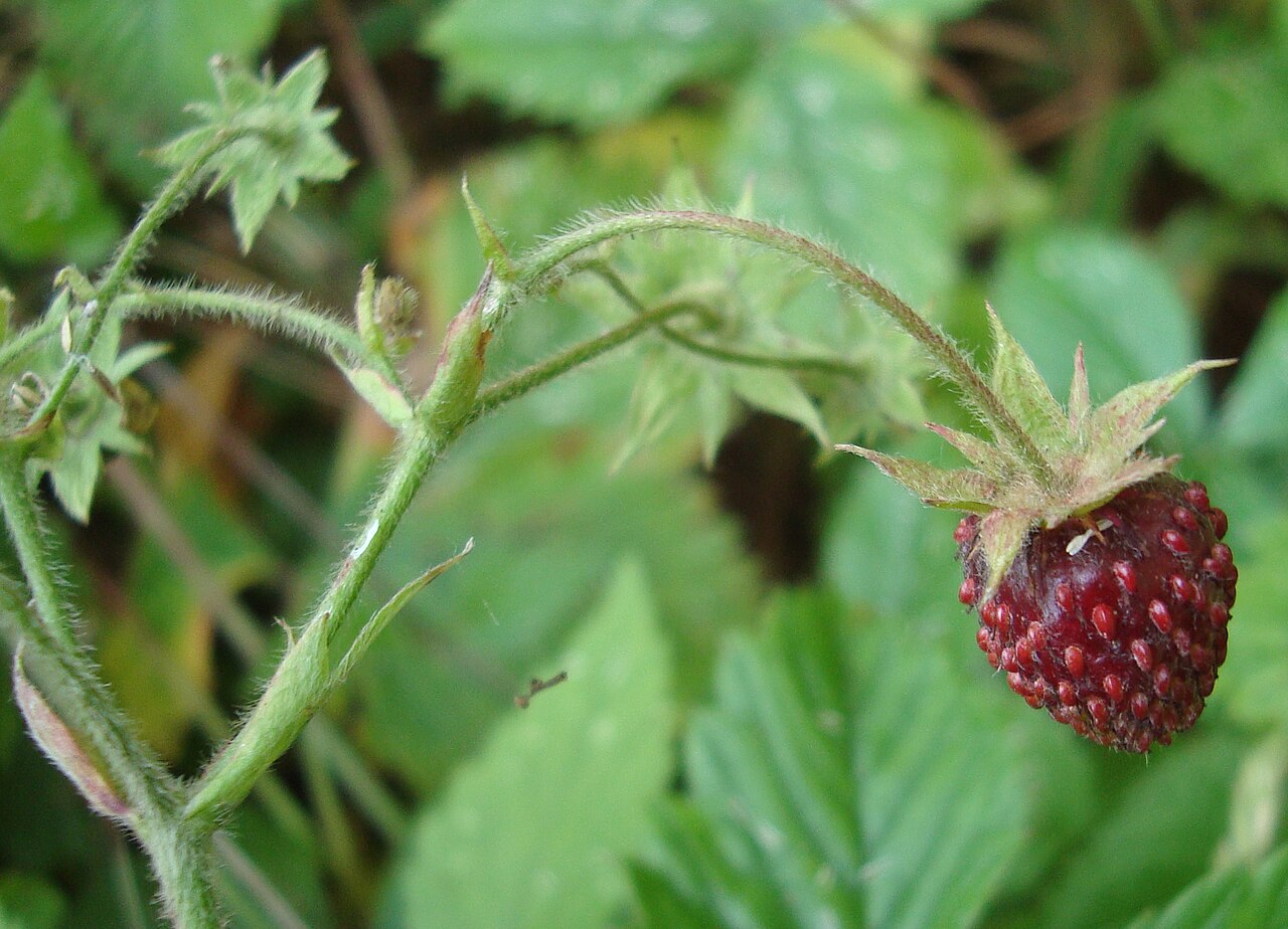 Moschus-Erdbeere – Fragaria moschata