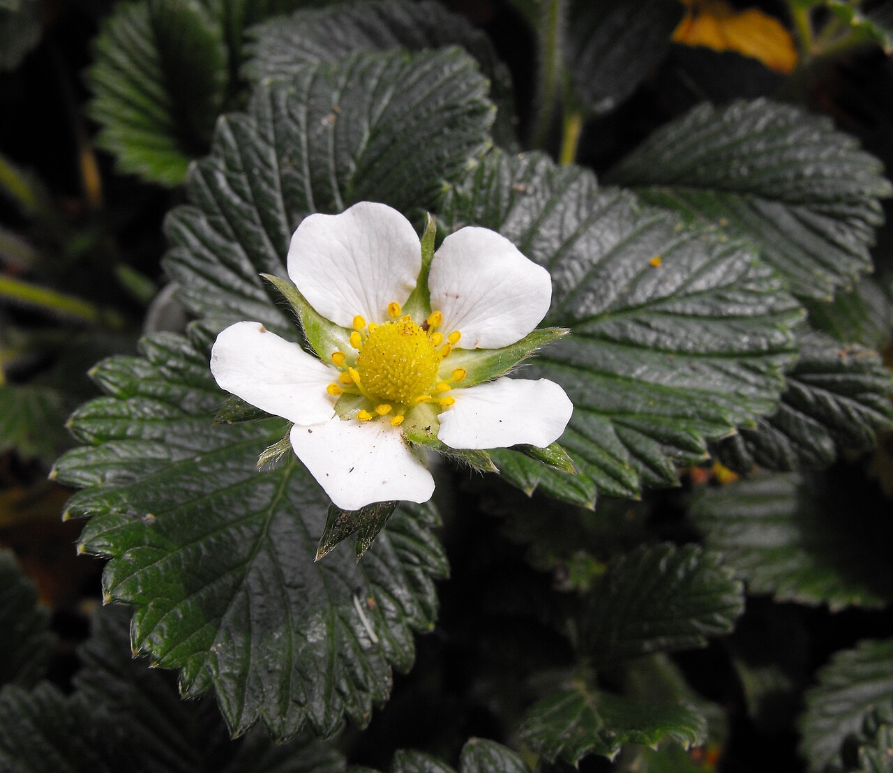 Yellow Himalayan strawberry – Fragaria nilgerrensis