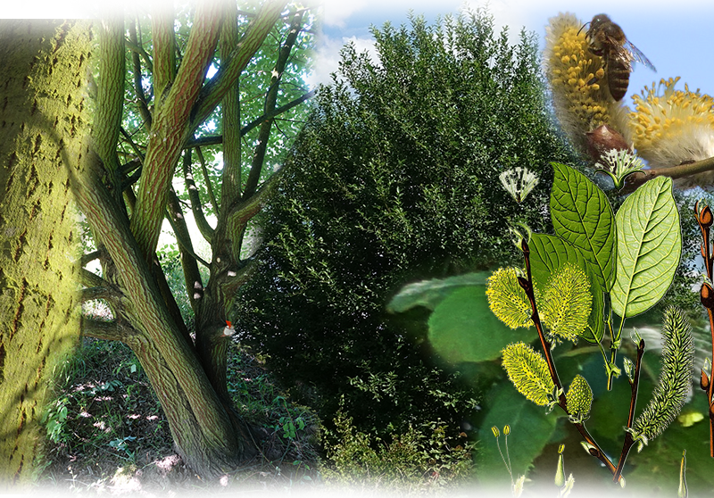 Goat willow – Salix caprea