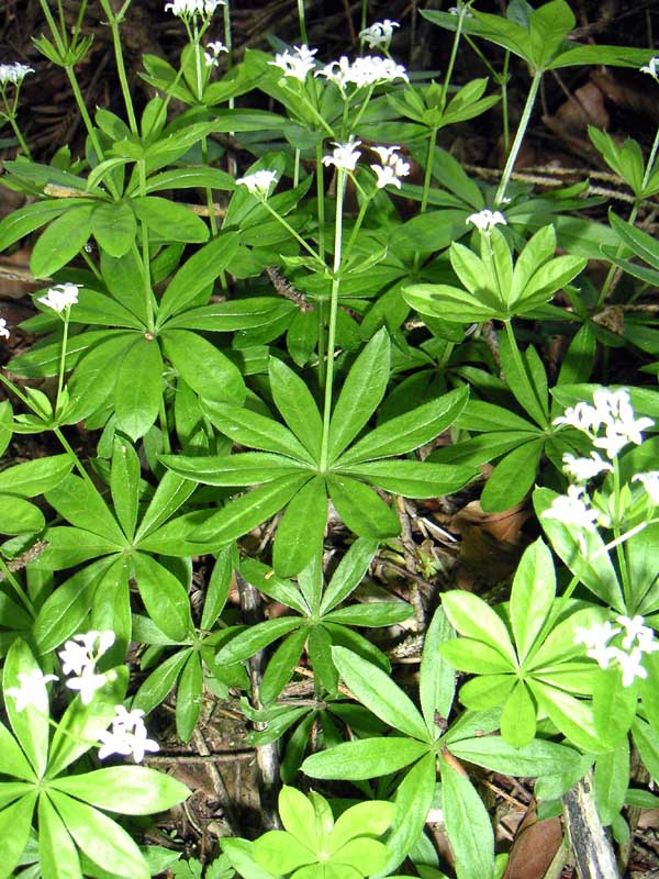 Waldmeister – Galium odoratum