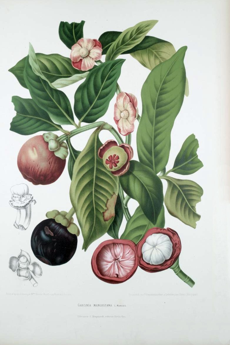 Mangostanfrucht – Garcinia mangostana
