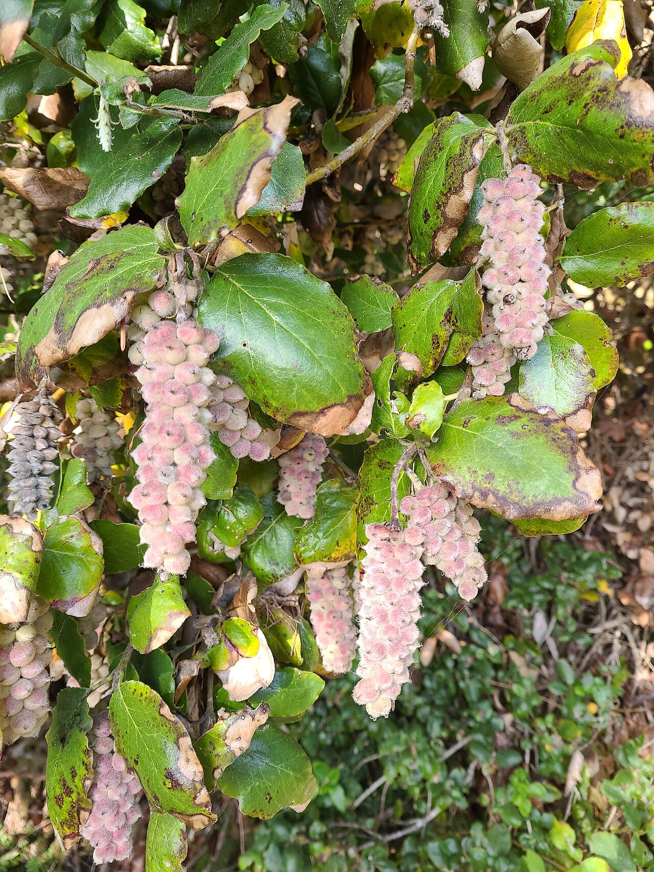 Silk tassel bush – Garrya elliptica