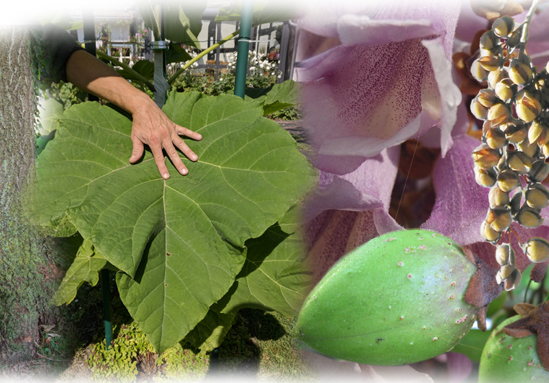 Blauglockenbaum – Paulownia tomentosa