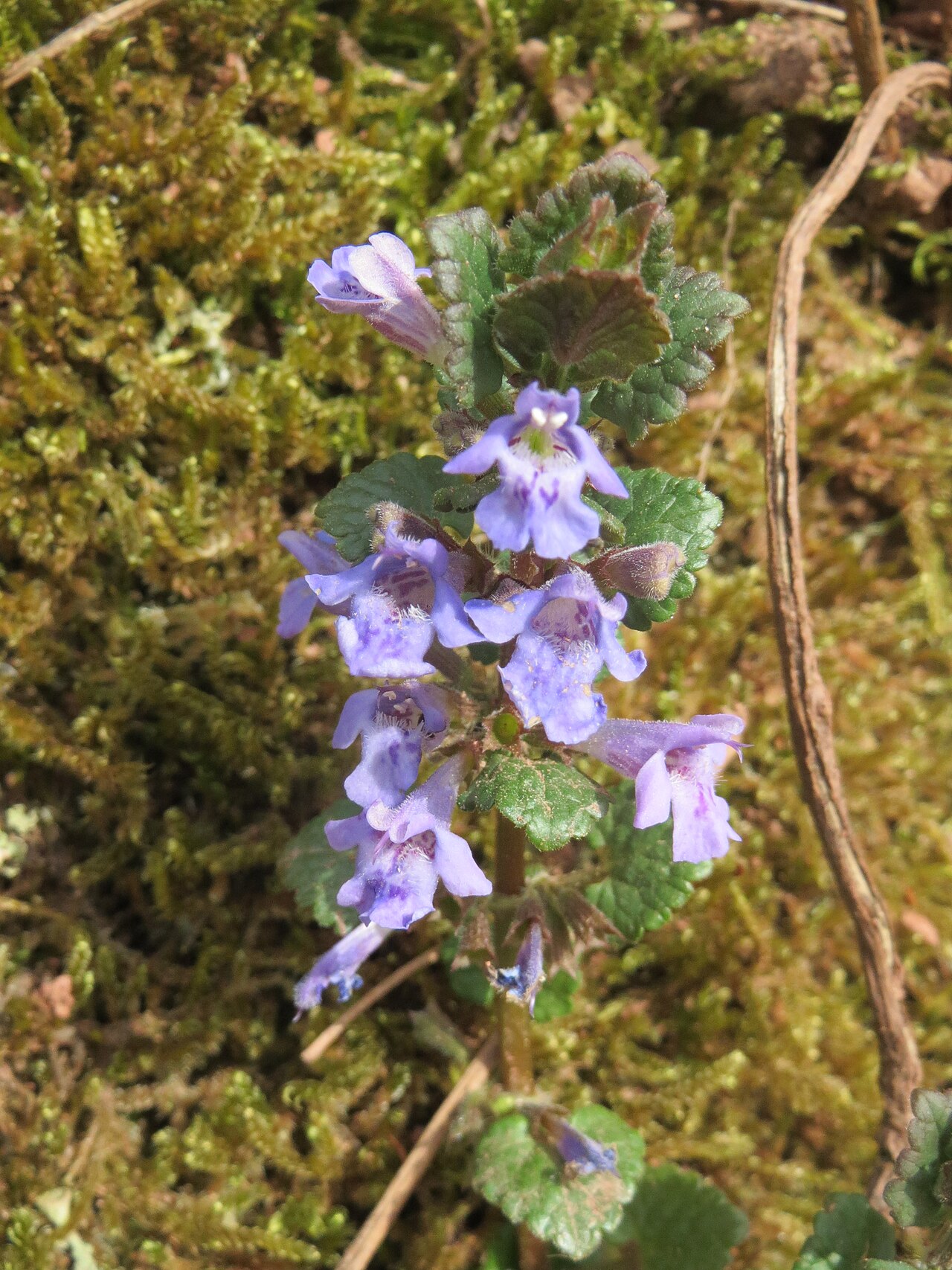 Ground ivy – Glechoma hederacea