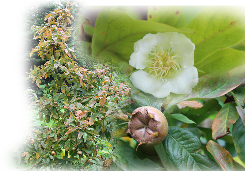 Medlar – Mespilus germanica