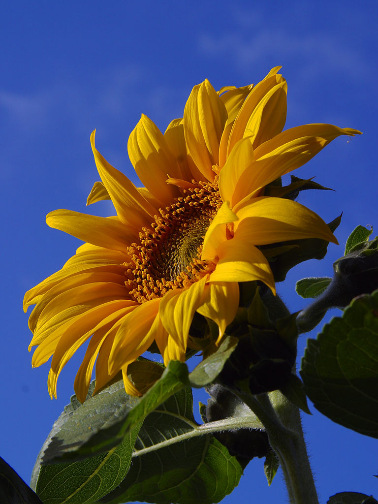 Sonnenblume – Helianthus annuus