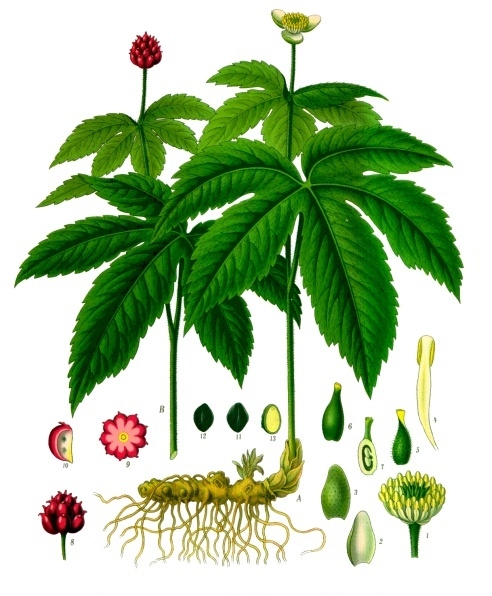 Goldenseal – Hydrastis canadensis