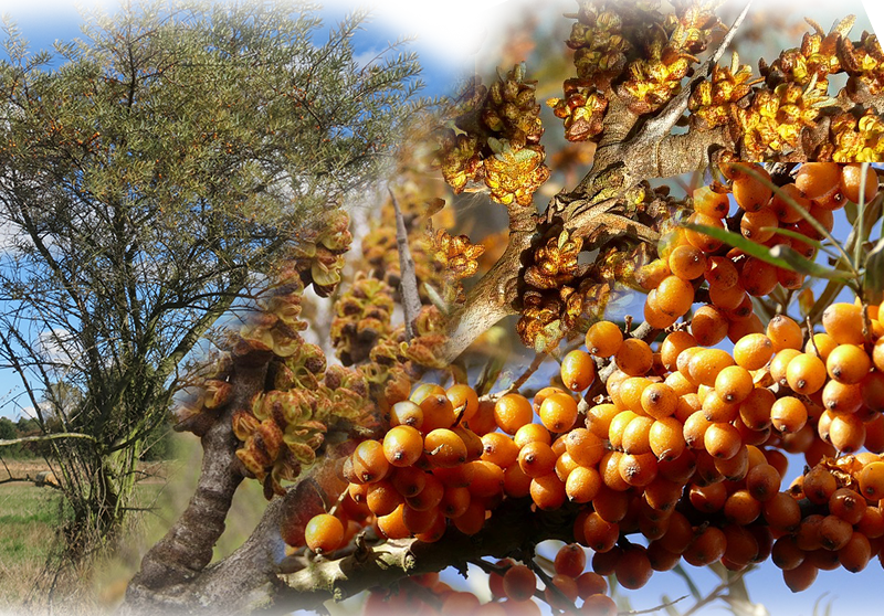 Sea buckthorn – Hippophae rhamnoides